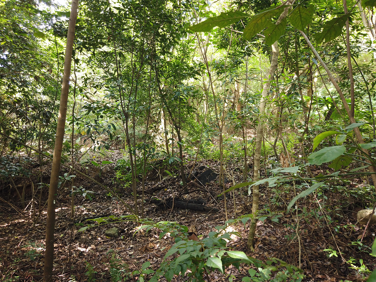 Hung Lung Hang Forest Plot